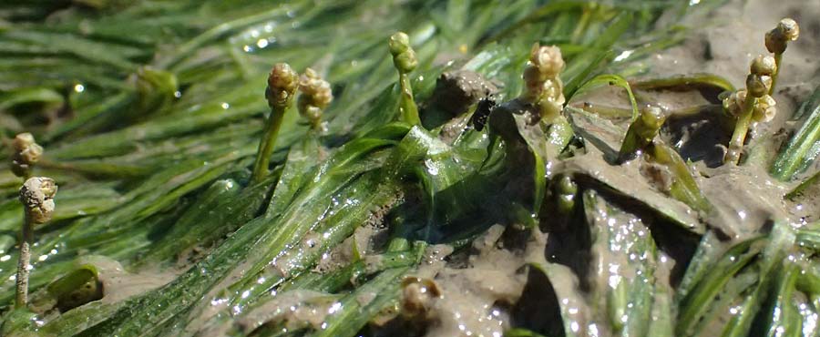 Potamogeton berchtoldii / Small Pontweed, D Mannheim 29.8.2024