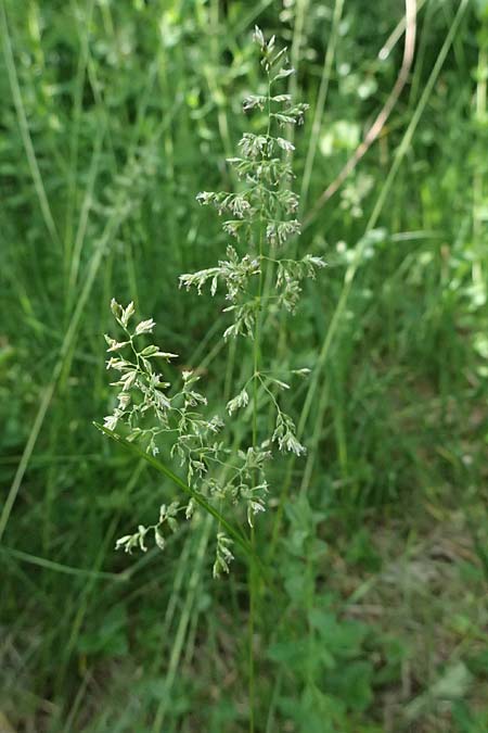 Poa pratensis \ Wiesen-Rispengras, Wiesenrispe / Smooth Meadow Grass, Kentucky Blue Grass, D Günzburg 24.5.2025