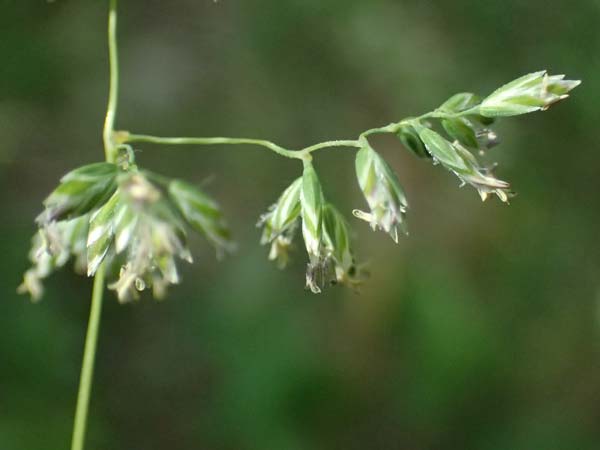 Poa pratensis \ Wiesen-Rispengras, Wiesenrispe / Smooth Meadow Grass, Kentucky Blue Grass, D Günzburg 24.5.2025