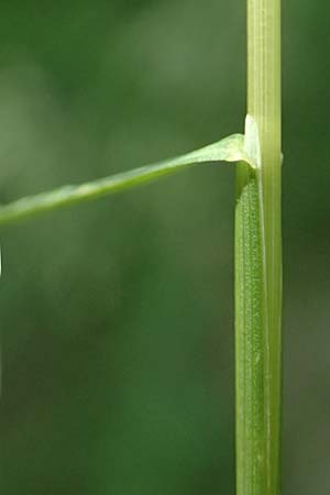 Poa pratensis \ Wiesen-Rispengras, Wiesenrispe / Smooth Meadow Grass, Kentucky Blue Grass, D Günzburg 24.5.2025