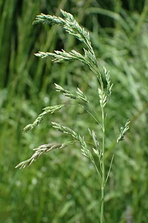 Poa pratensis \ Wiesen-Rispengras, Wiesenrispe, D Billigheim-Waldmühlbach 11.5.2024