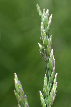 Poa pratensis \ Wiesen-Rispengras, Wiesenrispe, D Billigheim-Waldmühlbach 11.5.2024