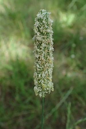 Phleum pratense / Timothy Grass, D Römerberg 29.6.2024