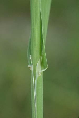 Phleum pratense / Timothy Grass, D Römerberg 29.6.2024