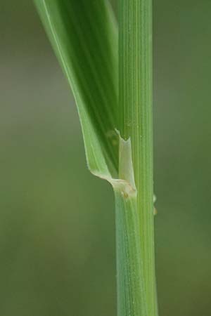 Phleum pratense / Timothy Grass, D Römerberg 29.6.2024