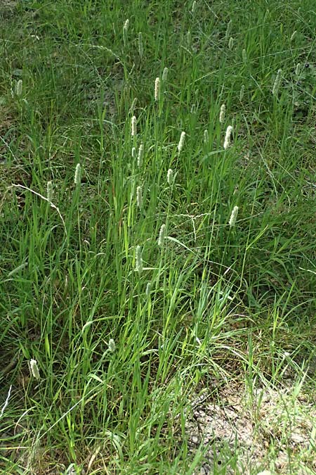 Phleum pratense / Timothy Grass, D Römerberg 29.6.2024