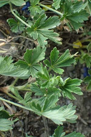 Potentilla rhenana \ Rheinisches Hgel-Fingerkraut / Rhenish Cinquefoil, D Hatzenport 19.6.2022