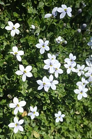 Lobelia pedunculata / Blue Star Creeper, Trailing Pratia, D Essen 21.6.2025
