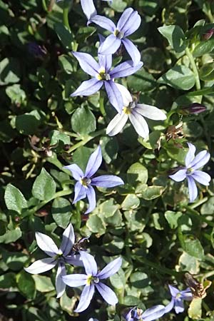 Lobelia pedunculata / Blue Star Creeper, Trailing Pratia, D Essen 21.6.2025