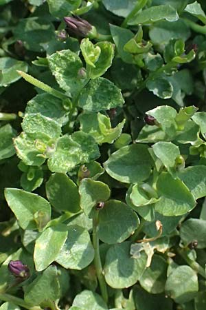 Lobelia pedunculata / Blue Star Creeper, Trailing Pratia, D Essen 21.6.2025