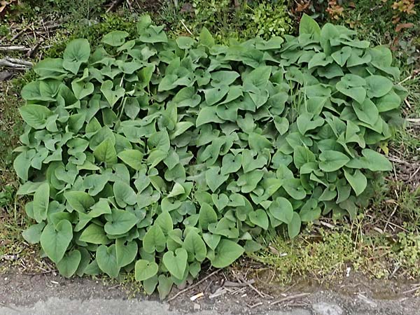 Phlomis russeliana \ Syrisches Brandkraut / Turkish Sage, D Mannheim 29.3.2026