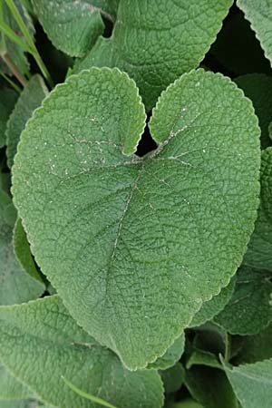 Phlomis russeliana \ Syrisches Brandkraut / Turkish Sage, D Mannheim 29.3.2026