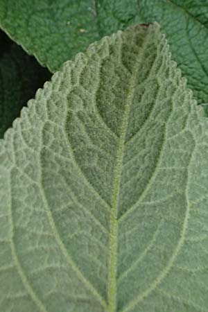 Phlomis russeliana \ Syrisches Brandkraut / Turkish Sage, D Mannheim 29.3.2026