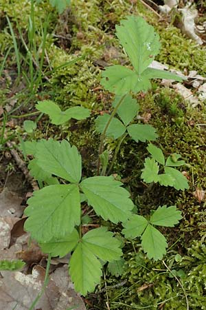 Potentilla sterilis \ Erdbeer-Fingerkraut / Barren Strawberry, D H&ouml;pfingen 20.5.2023