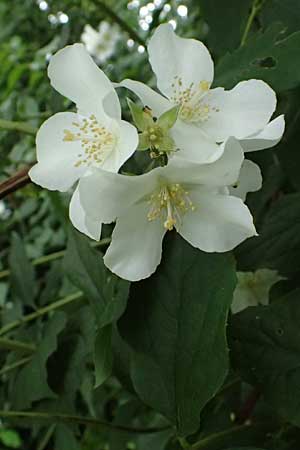 Philadelphus coronarius \ Europischer Pfeifenstrauch, Falscher Jasmin / Sweet Mock Orange, English Dogwood, D Weinheim an der Bergstraße 16.6.2024