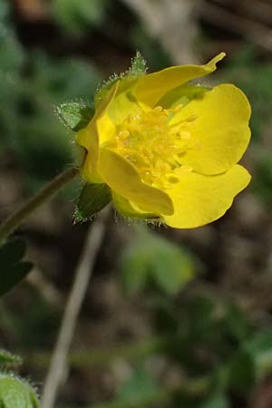 Potentilla subarenaria \ Falsches Sand-Fingerkraut / Spring Cinquefoil, D Kraichtal-Oberöwisheim 7.4.2025