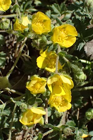 Potentilla subarenaria \ Falsches Sand-Fingerkraut / Spring Cinquefoil, D Kraichtal-Oberöwisheim 7.4.2025