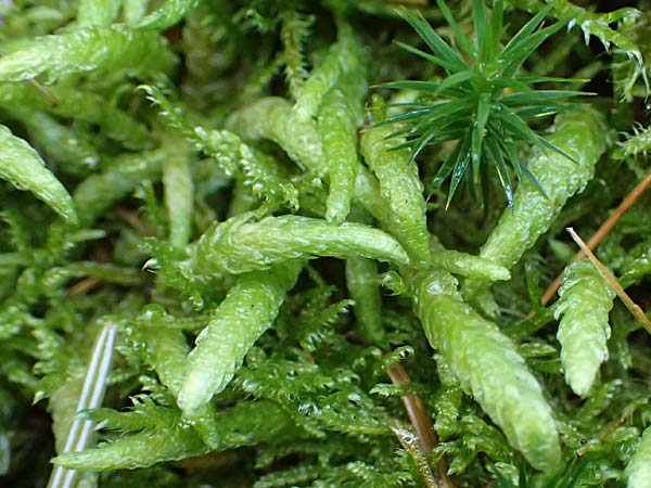 Plagiothecium undulatum agg. \ Gewelltes Schiefkapselmoos / Undulate Plagiothecium Moss, D Odenwald, Mossautal 14.10.2023