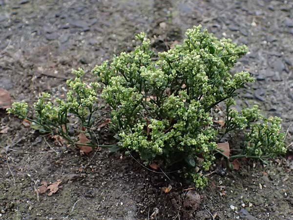 Polycarpon tetraphyllum \ Vierbl�ttriges Nagelkraut, D Krefeld 30.8.2026