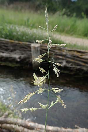 Puccinellia spec1 ? \ Sumpf-Salzschwaden / Saltmarsh Grass, D Thüringen, Artern 11.6.2022