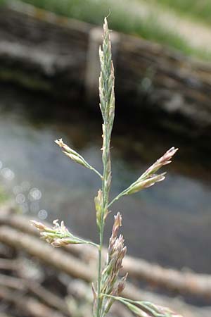 Puccinellia spec1 ? \ Sumpf-Salzschwaden / Saltmarsh Grass, D Thüringen, Artern 11.6.2022