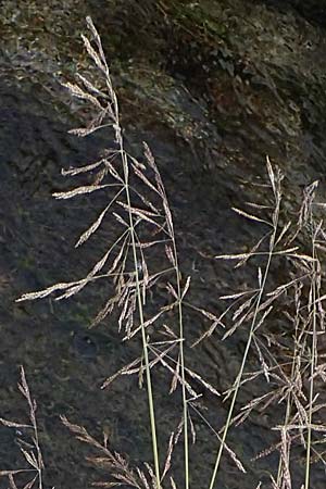 Puccinellia spec1 ? \ Sumpf-Salzschwaden / Saltmarsh Grass, D Thüringen, Artern 11.6.2022