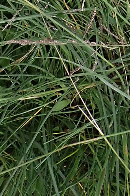 Puccinellia spec1 ? \ Sumpf-Salzschwaden / Saltmarsh Grass, D Thüringen, Artern 11.6.2022