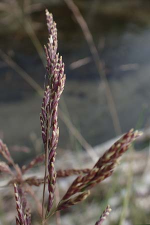 Puccinellia spec1 ? \ Sumpf-Salzschwaden / Saltmarsh Grass, D Thüringen, Artern 11.6.2022