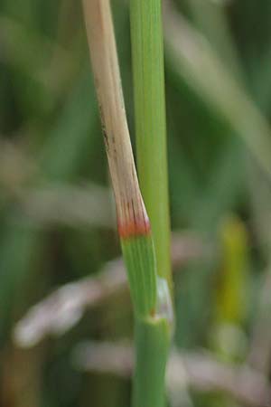 Puccinellia spec1 ? \ Sumpf-Salzschwaden / Saltmarsh Grass, D Thüringen, Artern 11.6.2022