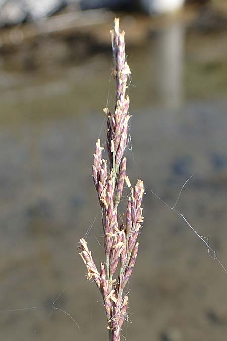 Puccinellia spec1 ? \ Sumpf-Salzschwaden / Saltmarsh Grass, D Thüringen, Artern 13.6.2023