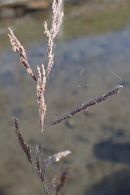 Puccinellia spec1 ? \ Sumpf-Salzschwaden / Saltmarsh Grass, D Thüringen, Artern 13.6.2023