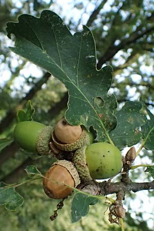 Quercus petraea \ Trauben-Eiche, D Hemsbach 2.9.2024