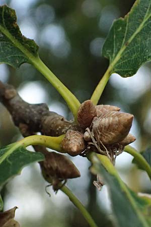 Quercus petraea \ Trauben-Eiche, D Hemsbach 2.9.2024