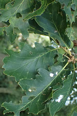 Quercus petraea \ Trauben-Eiche, D Hemsbach 2.9.2024