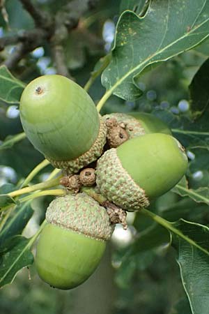 Quercus petraea \ Trauben-Eiche, D Hemsbach 2.9.2024