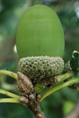 Quercus petraea \ Trauben-Eiche, D Hemsbach 2.9.2024