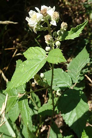 Rubus ambulans \ Wandernde Brombeere / Walking Bramble, D Hofbieber-Obernüst 30.7.2020
