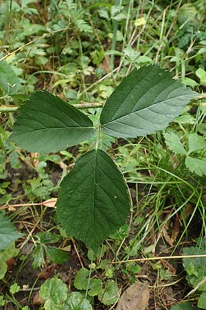 Rubus condensatus \ Gedrngtbltige Brombeere / Compact-Flowered Bramble, D Bretten-Bauerbach 13.9.2019