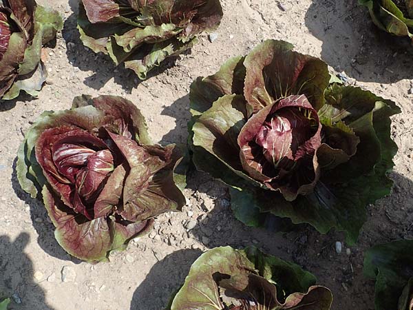 Cichorium intybus var. foliosum / Radicchio, Chicory, D Mannheim 3.6.2023