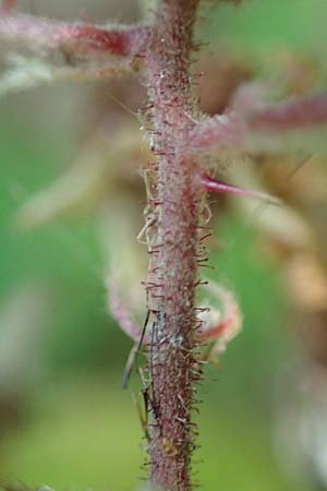 Rubus specH ? \ Brombeere / Bramble, D Odenwald, Rimbach 14.7.2020