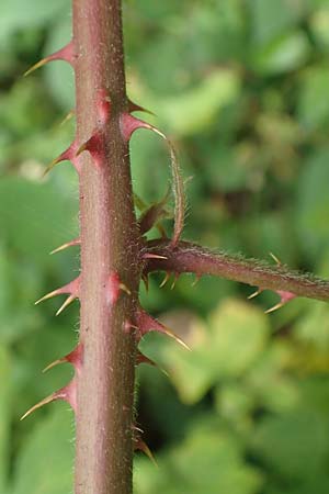 Rubus langei \ Langes Brombeere / Lange's Bramble, D Hofgeismar 28.7.2019
