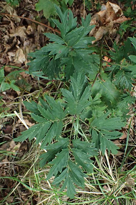 Rubus laciniatus \ Schlitzbl�ttrige Brombeere / Cutleaf Blackberry, Evergreen Blackberry, D Olpe 2.9.2026