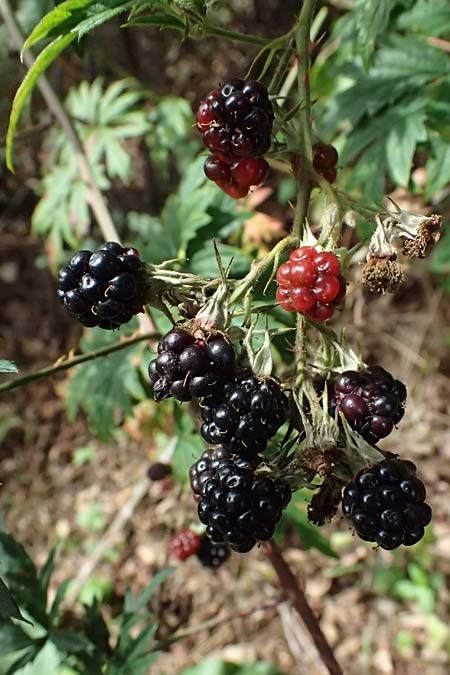 Rubus laciniatus \ Schlitzbl�ttrige Brombeere / Cutleaf Blackberry, Evergreen Blackberry, D Olpe 2.9.2026