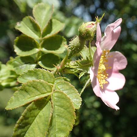 Rosa micrantha \ Kleinbl�tige Rose / Small-Flowered Sweet Briar, D Neckartenzlingen 17.6.2017