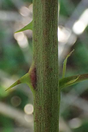 Rubus montanus \ Mittelgebirgs-Brombeere / Mountain Bramble, D Otzberg 16.8.2025