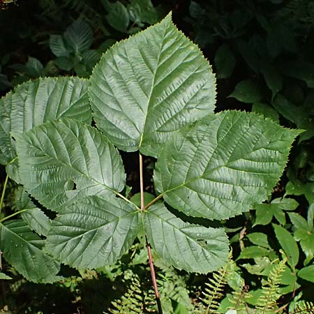 Rubus nessensis \ Fuchsbeere, Halbaufrechte Brombeere / Suberect Bramble, D Neckarsteinach 24.8.2024