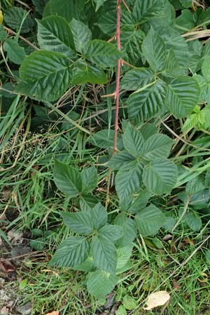 Rubus nessensis \ Fuchsbeere, Halbaufrechte Brombeere / Suberect Bramble, D Olpe 2.9.2026