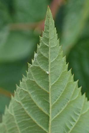 Rubus nessensis \ Fuchsbeere, Halbaufrechte Brombeere / Suberect Bramble, D Olpe 2.9.2026