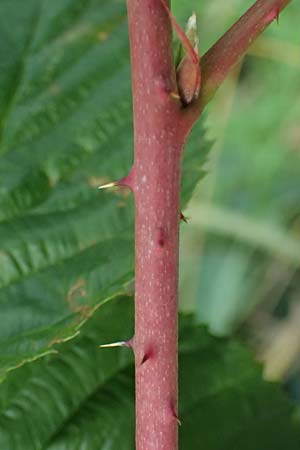 Rubus nessensis \ Fuchsbeere, Halbaufrechte Brombeere / Suberect Bramble, D Olpe 2.9.2026