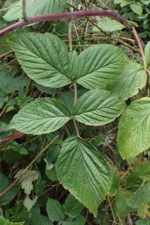 Rubus nessensis \ Fuchsbeere, Halbaufrechte Brombeere / Suberect Bramble, D Olpe 2.9.2026